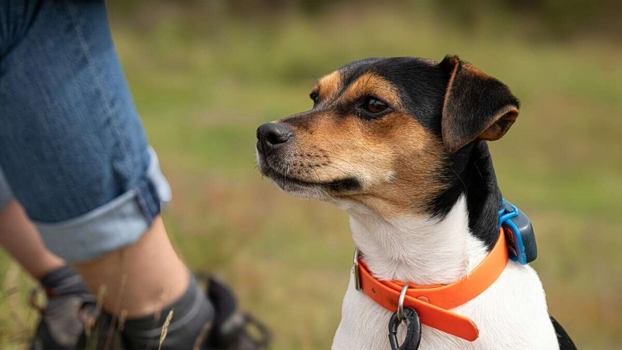 innovative-pet-gadgets-feeding-care